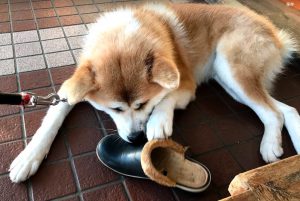 Hana with sandal