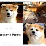 You can get to touch the 2 lovely Akita dogs and enjoy a hot spring at the Furusawa Onsen in Odate