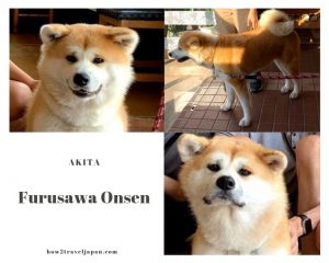 Read more about the article You can get to touch the 2 lovely Akita dogs and enjoy a hot spring at the Furusawa Onsen in Odate